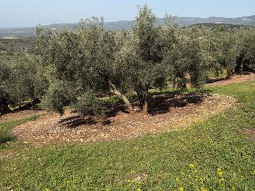 Terreno rustico in vendita a Cabra