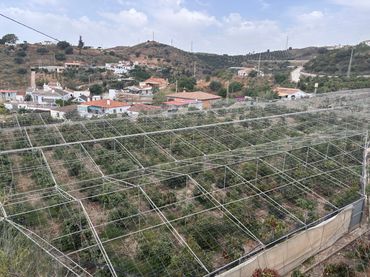 Rural land for sale in Cortijo los Mananas 5