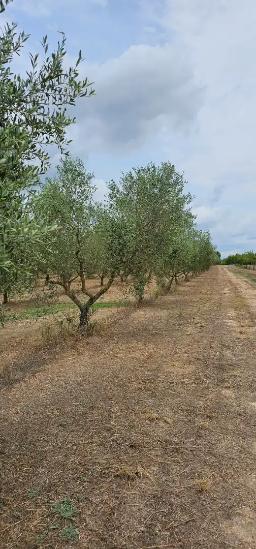 Land for sale in Móra d'Ebre