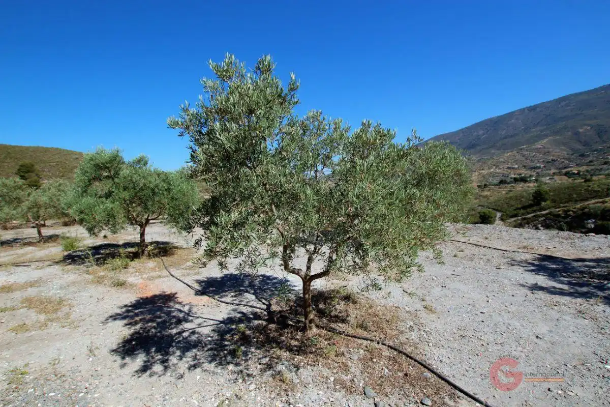 Finca rústica en venta en Los Tablones - La Garnatilla