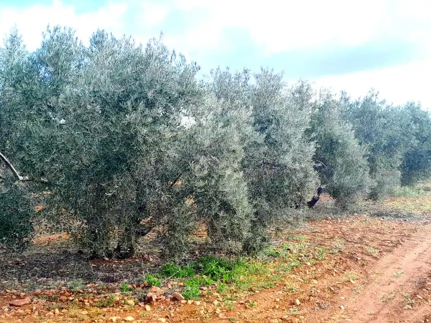 Rural land for sale in Calle del Seis de Junio 10, imagen 5