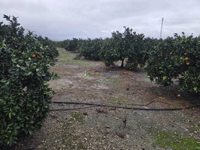 Terreno en Venta en Senyera