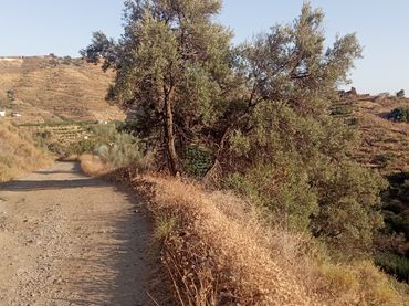 Terreno rustico in vendita a El Morche