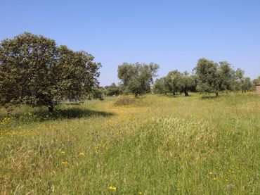 Terrain rustique à vendre à Esparragalejo