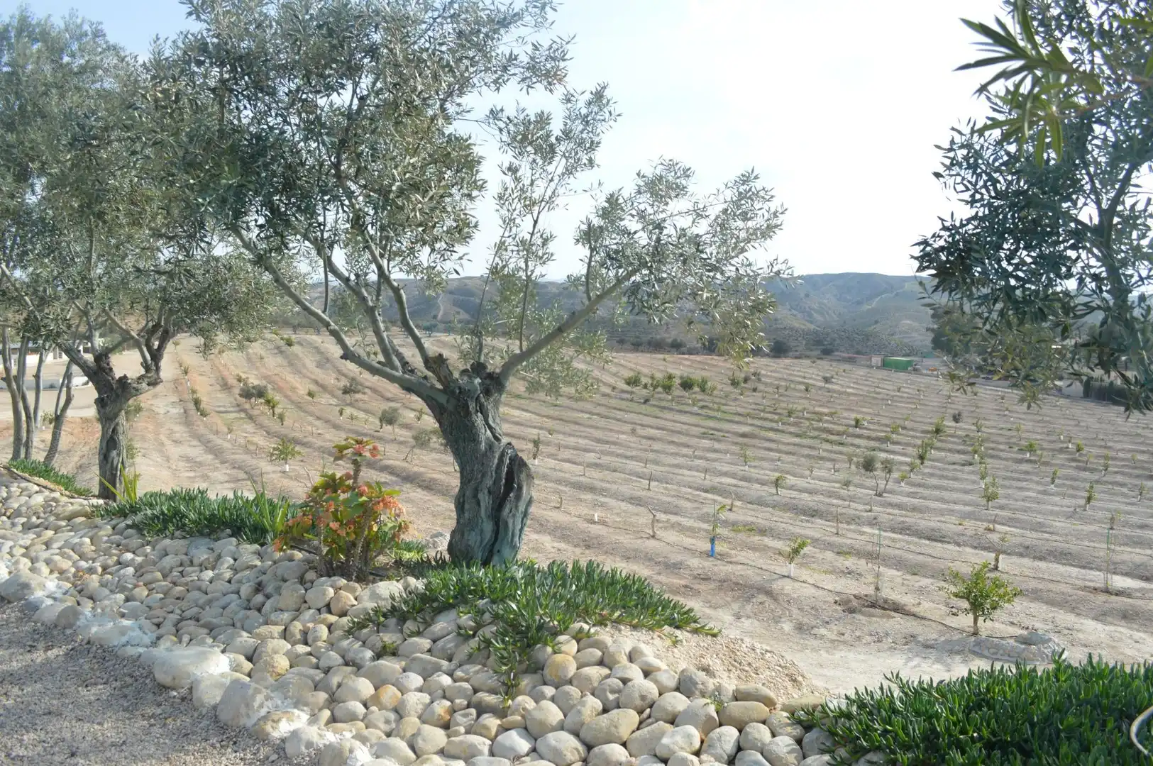 Garten von Residential zum Verkauf in Las Torres de Cotillas