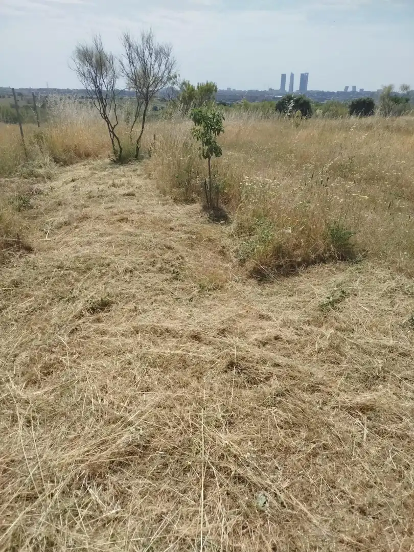 Terreno rústico en venta en Fuencarral - El Pardo, imagen 14