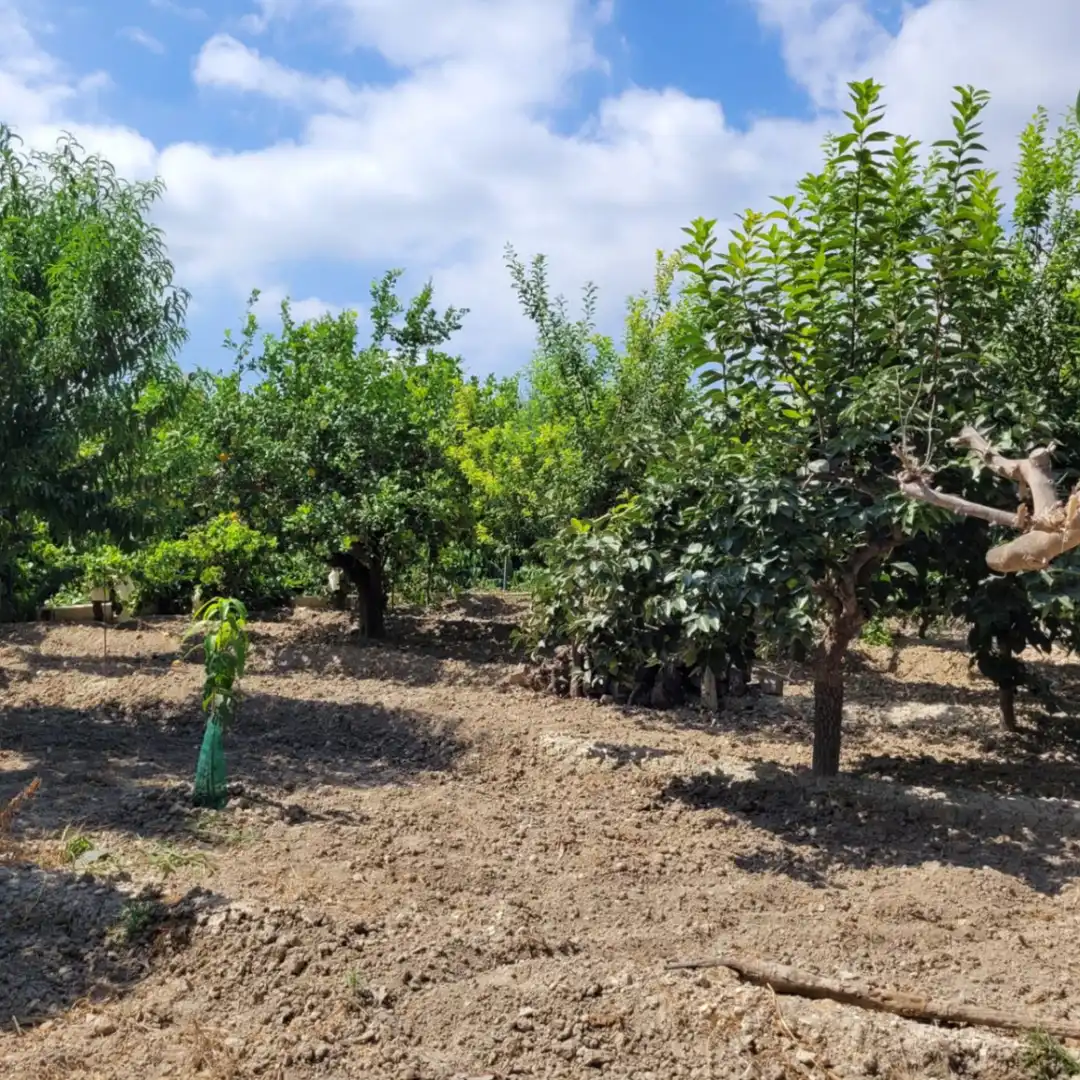 Terrenos y solares en venta en Orxeta, imagen 6