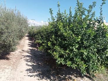 Terreno rustico in vendita a Pedanías Este