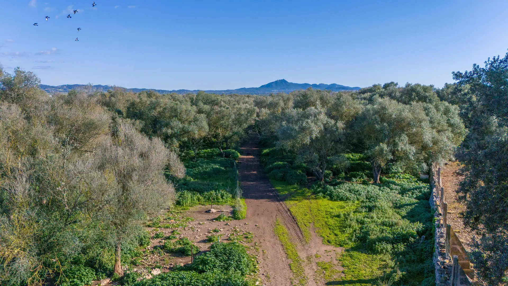 Finca rústica en venta en Vilafranca de Bonany con Terraza, Trastero y Balcón