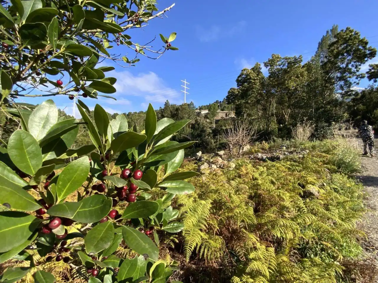 Garden of Land for sale in Icod de los Vinos