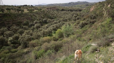 Photo 4 of Country homes for sale in Jun, Granada
