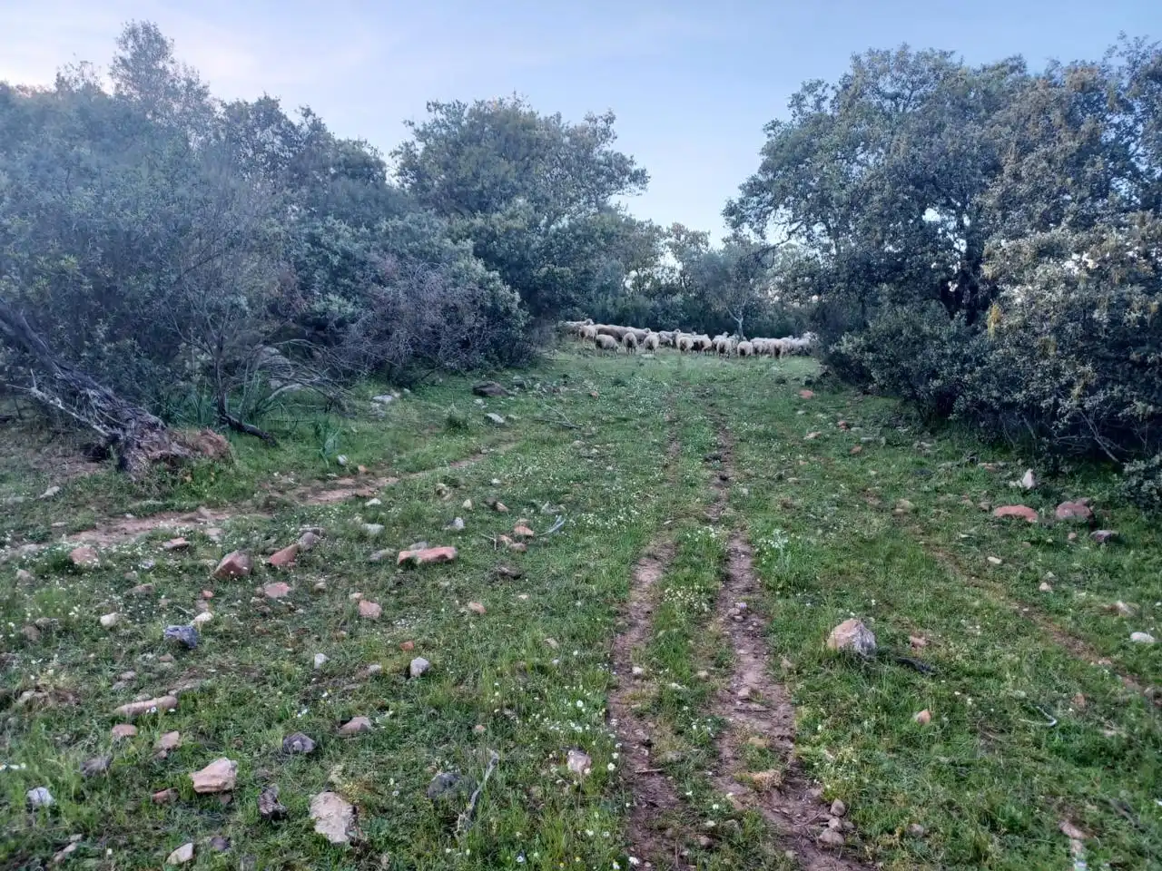 Grundstücke zum Verkauf in Peraleda del Zaucejo
