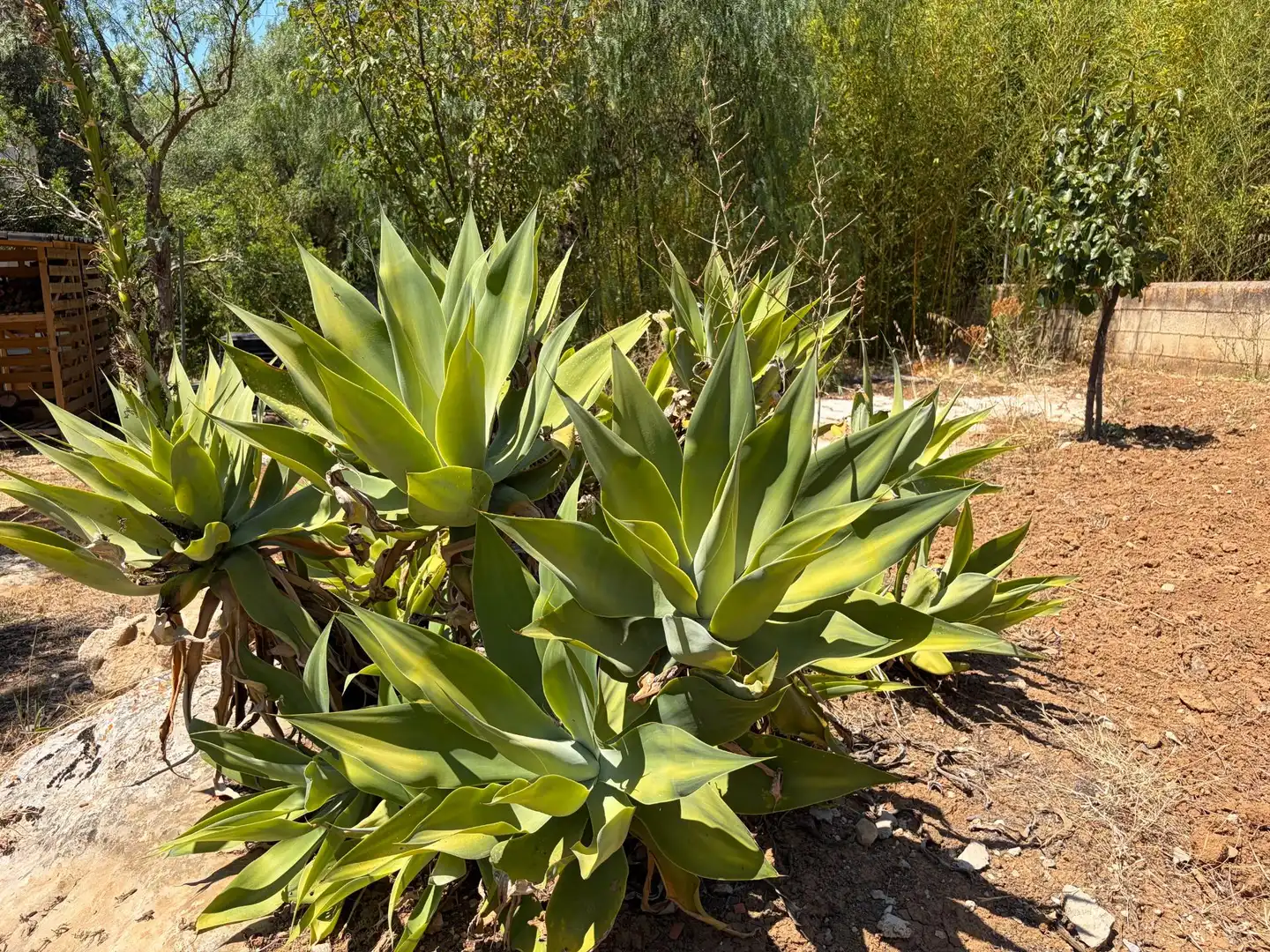 Jardí de Finca rústica en venda en Campanet amb Aire condicionat, Calefacció i Jardí privat