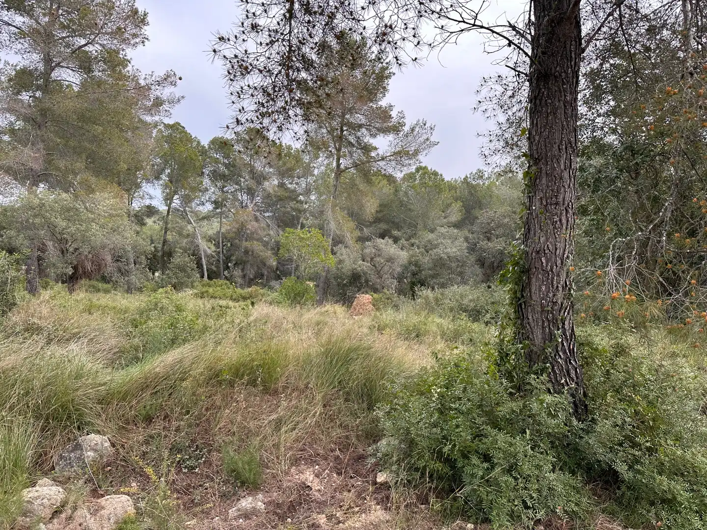Terreno residencial en venta en Primera Avinguda 41, imagen 8