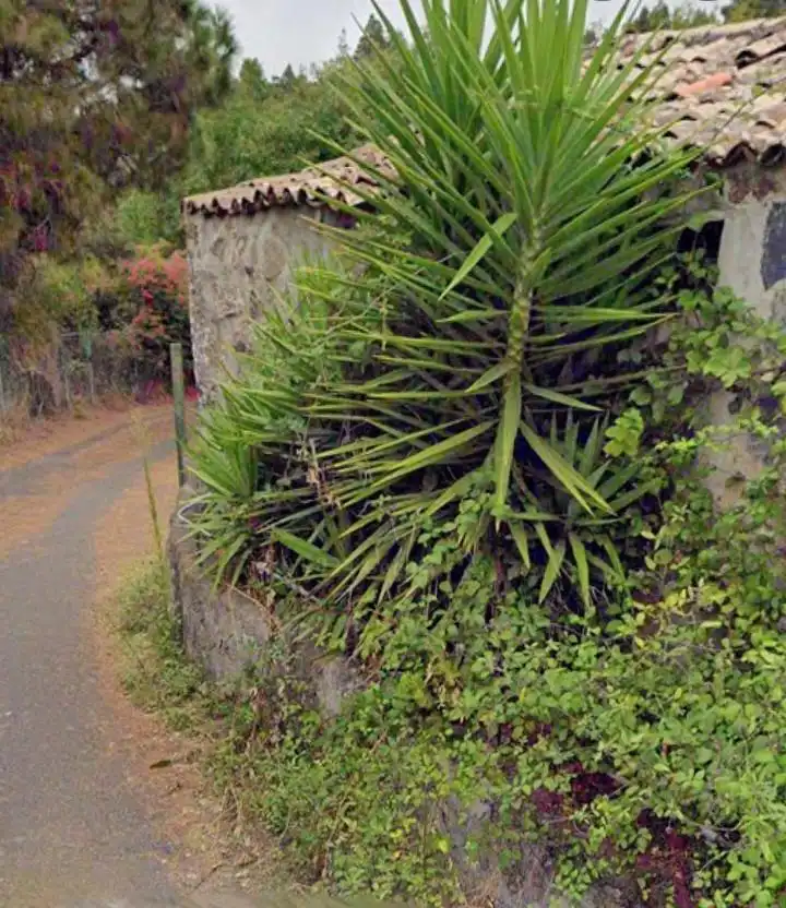 Jardín de Finca rústica en venta en Garachico