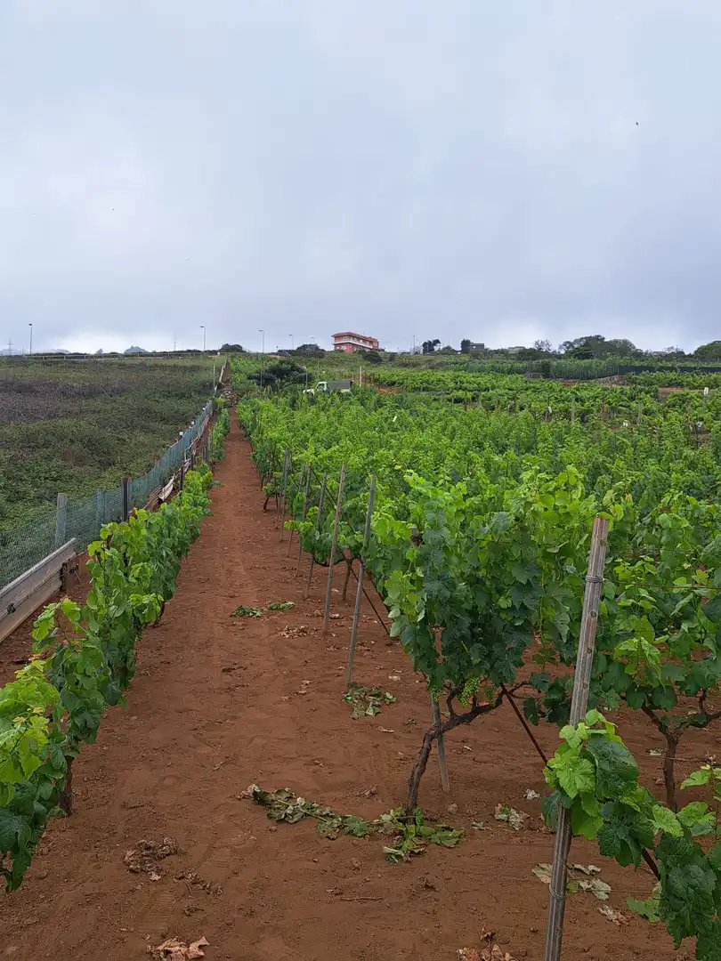 Rural land for sale in El Sauzal, imagen 21