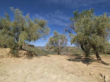 Terreno rustico in vendita a Travesia Jose Mariano Vallejo 4