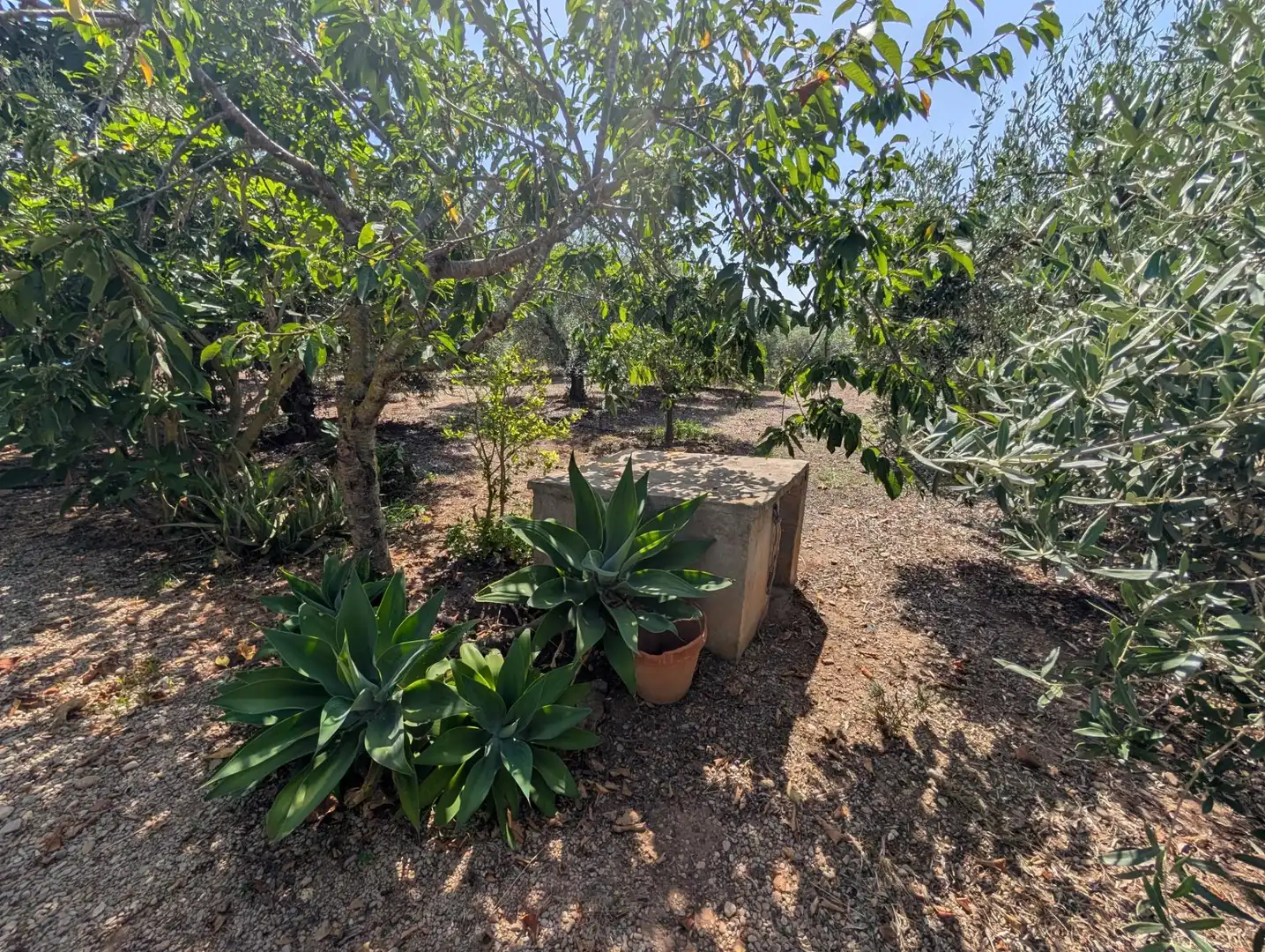 Jardín de Finca rústica en venta en Alcanar