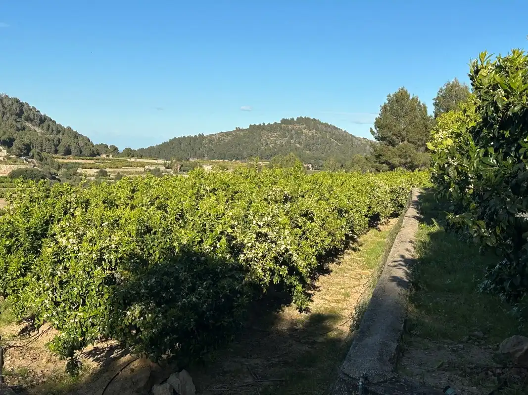 Vista exterior de Finca rústica en venda en Oliva amb Moblat
