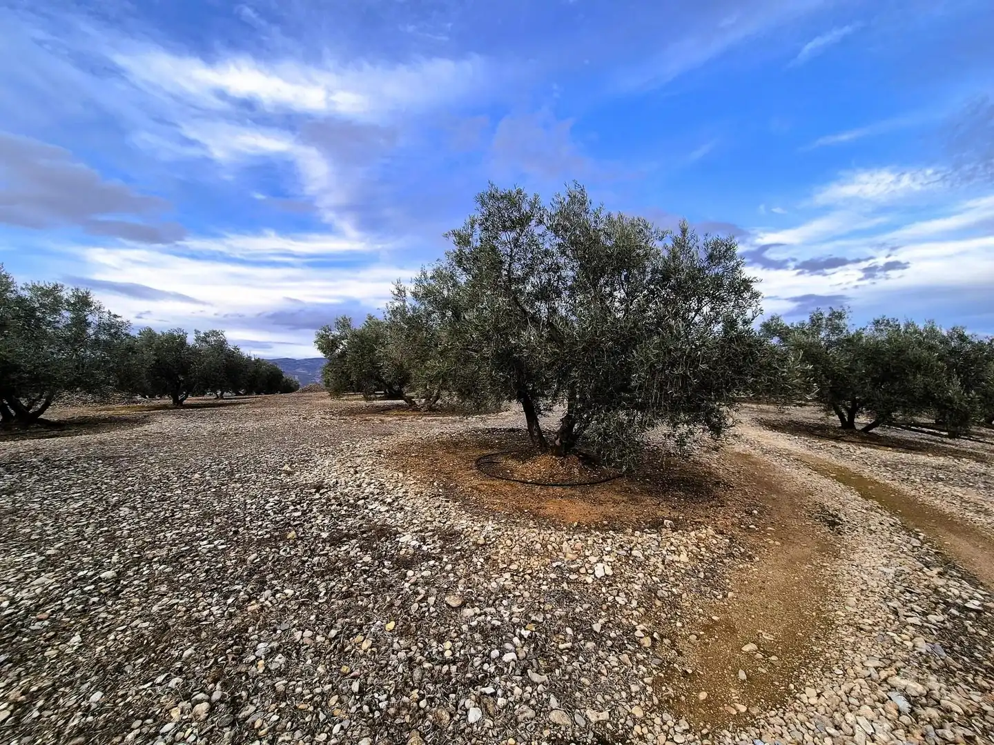 Rural land for sale in Huétor Tájar, imagen 6