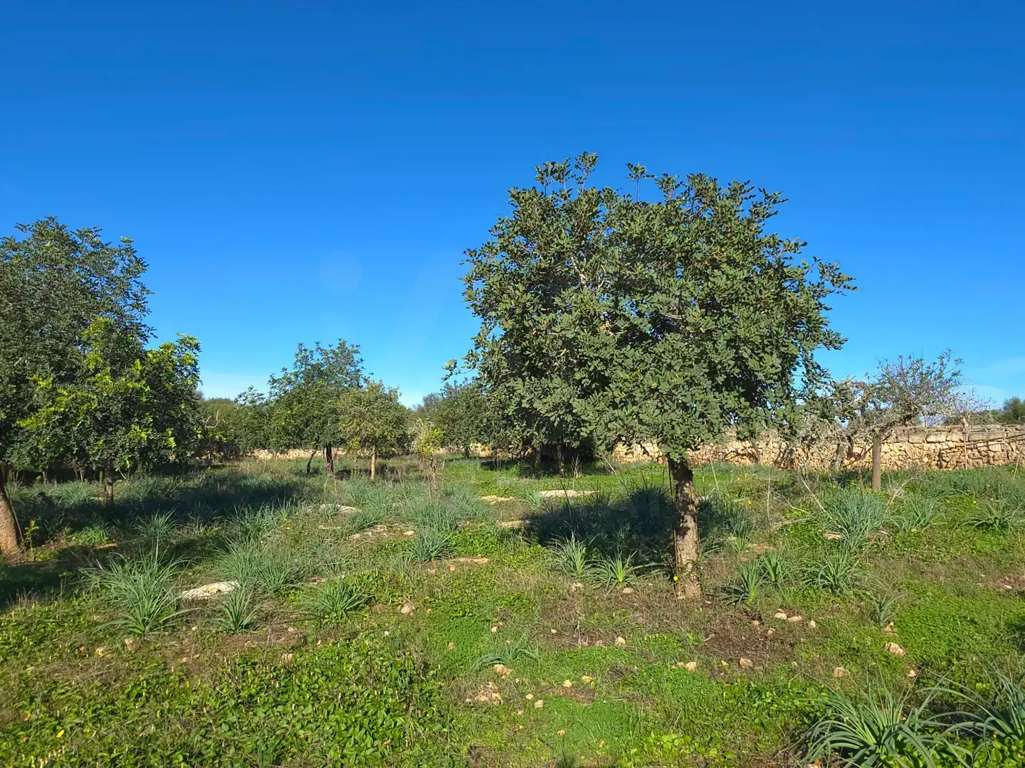 Terreni e lotti in vendita a Santa Margalida Poble, imagen 34