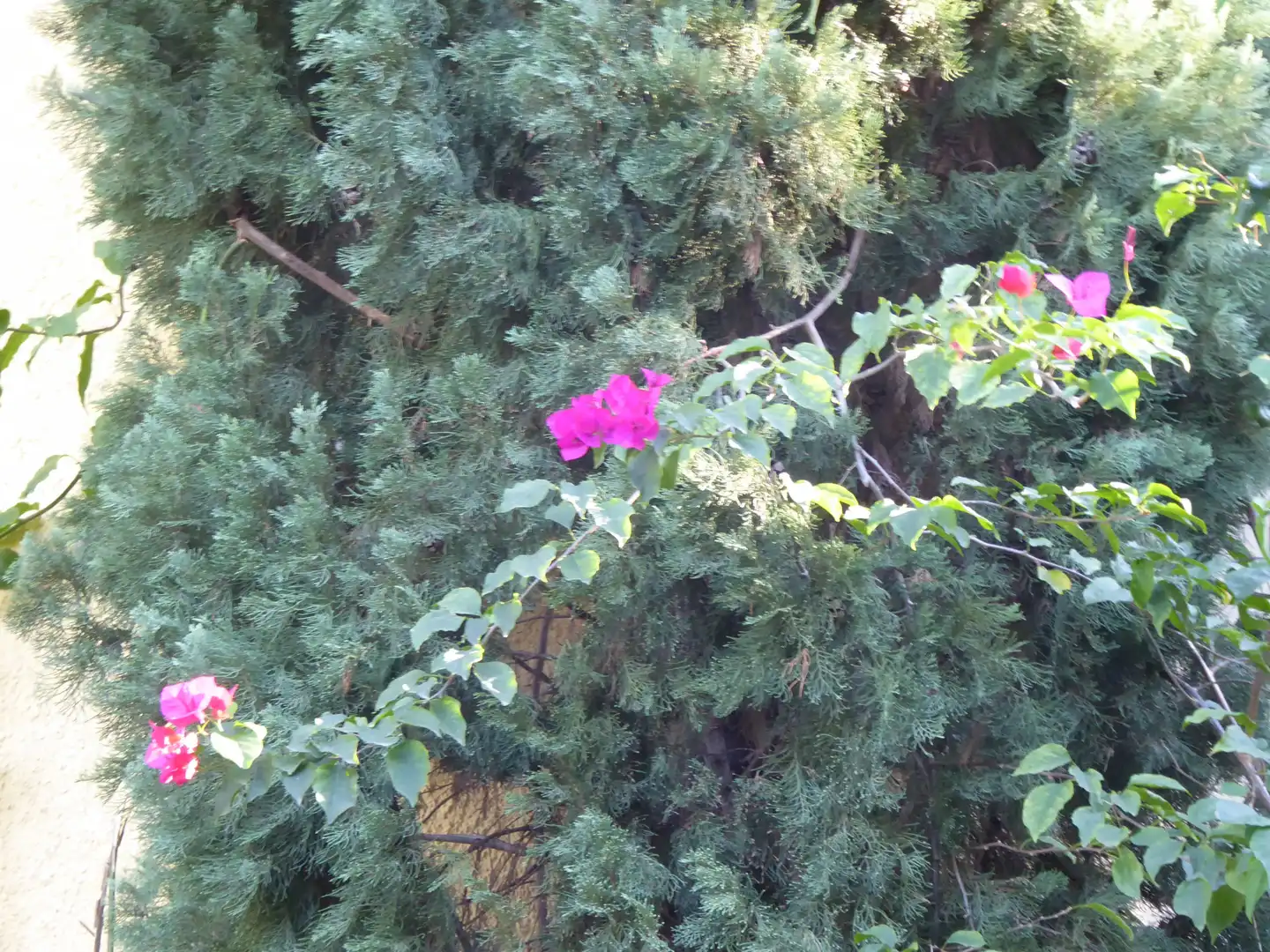 Jardí de Casa o xalet en venda en Beniarbeig