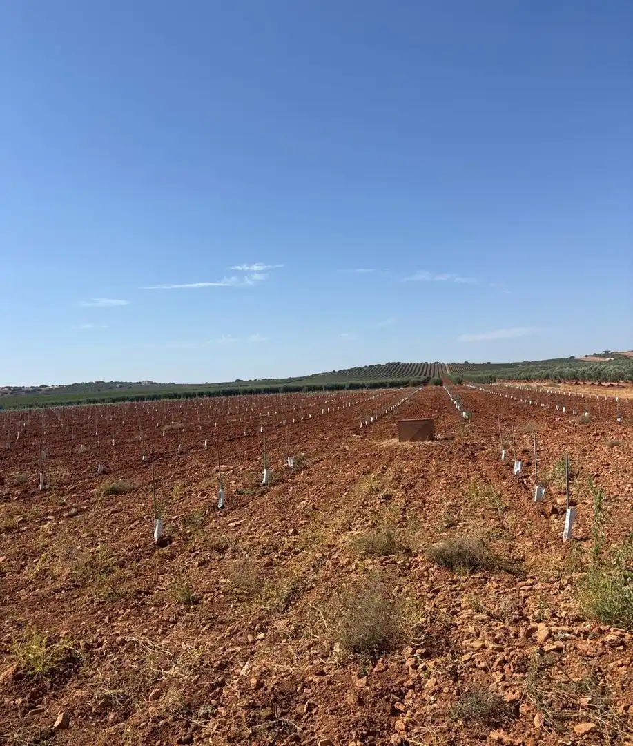Casa rústica en venda a Valdepeñas, imagen 3