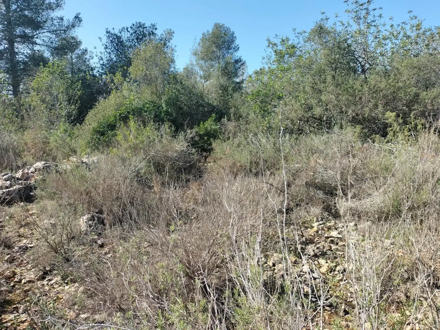 Terreno rustico in vendita a Polígono 9 Parcela 578 EL PORRE. NAVARRES (VALENC, imagen 12