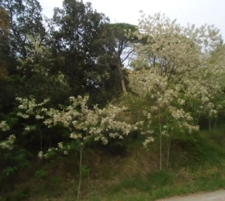 Terreni e lotti in vendita a Gualba, imagen 2