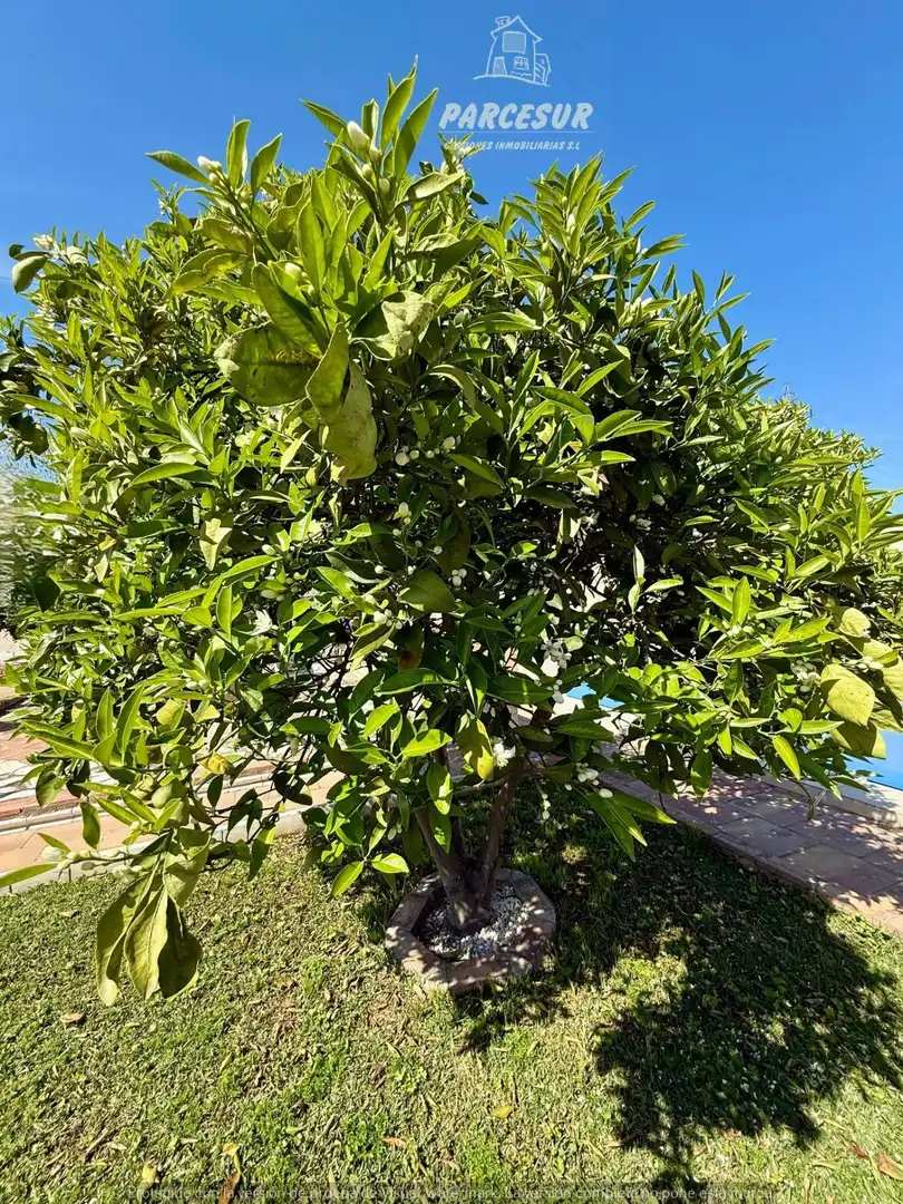 Haus mit Terrasse zum Verkauf in Almodóvar del Río, imagen 46