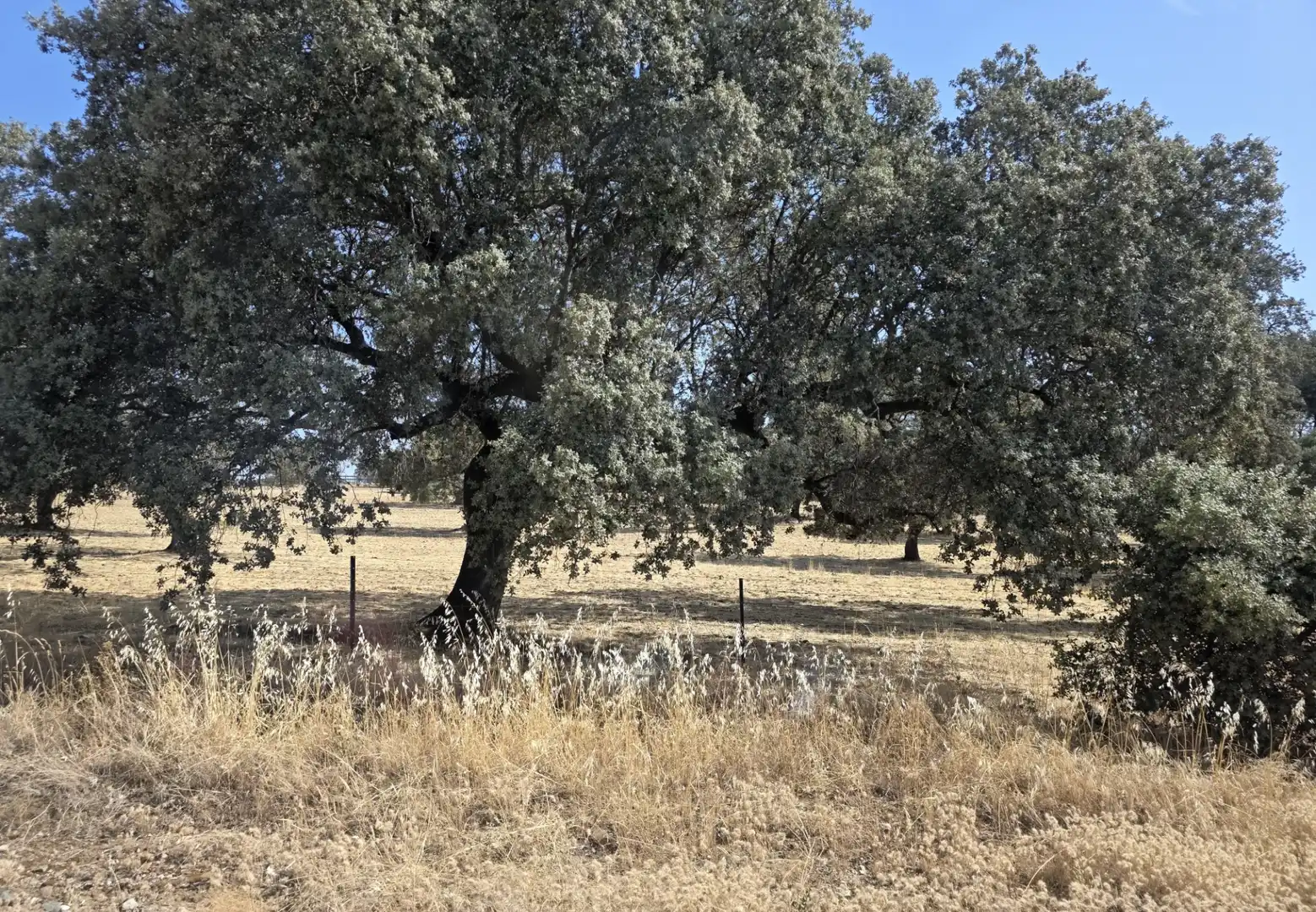 Rural land for sale in Sur, imagen 3