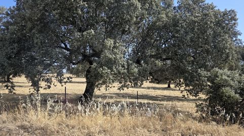 DEHESA DE 820 HA EN SIERRA NORTE DE SEVILLA CON CORTIJO, PISCINA Y EXPLOTACIÓN GANADERA, imatge 3