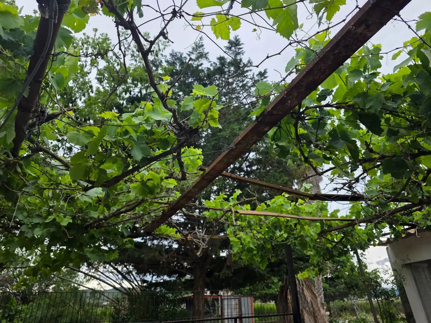 Jardín de Terreno en venta en Amposta