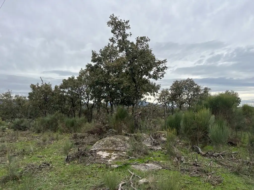 Finca rústica en venta en Valencia de Alcántara