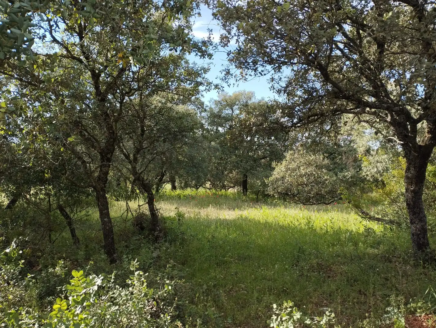 Terreno rustico in vendita a Calle Doña Mencía, imagen 19