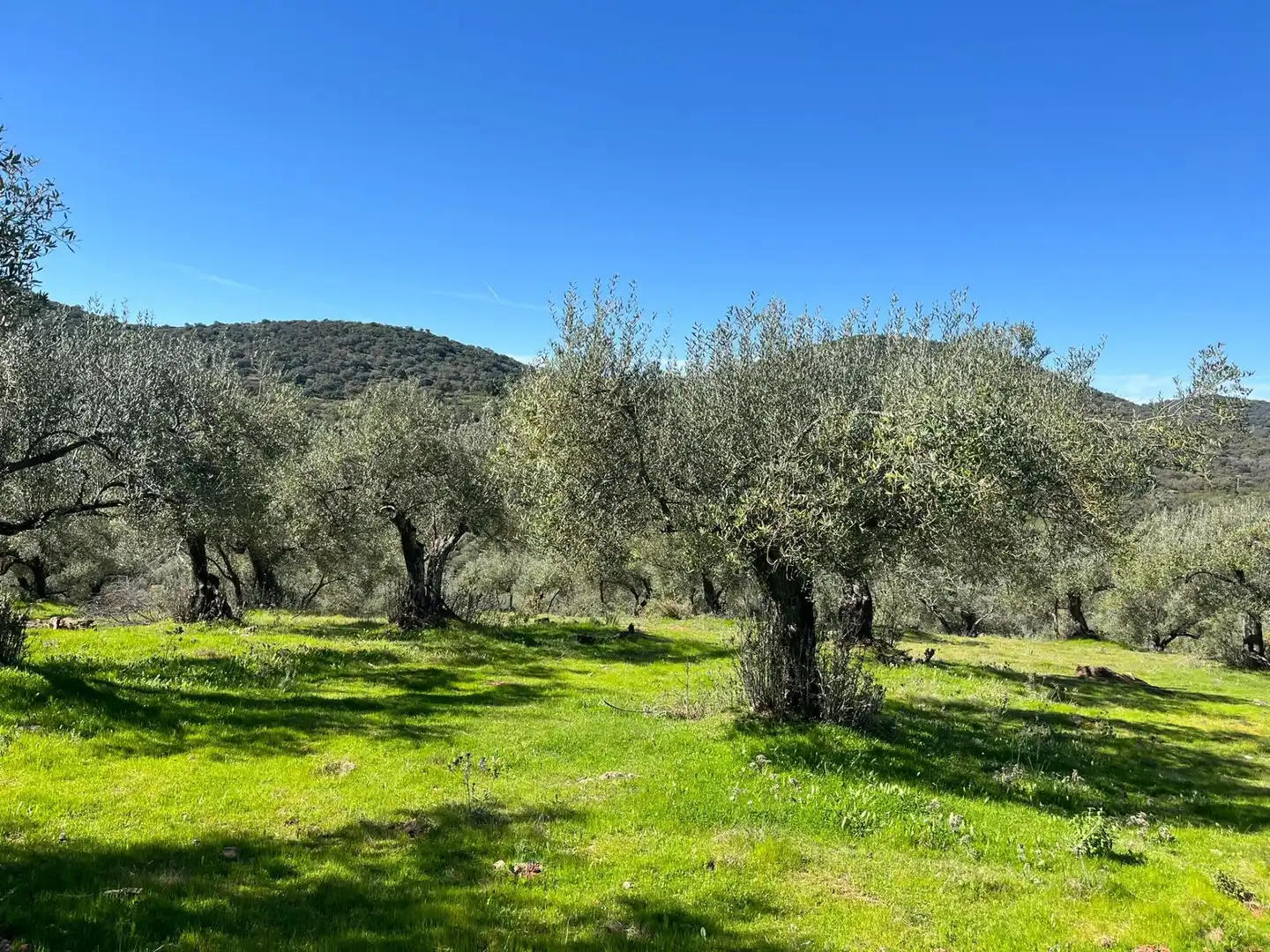 Terreni e lotti in vendita a Zufre, imagen 14