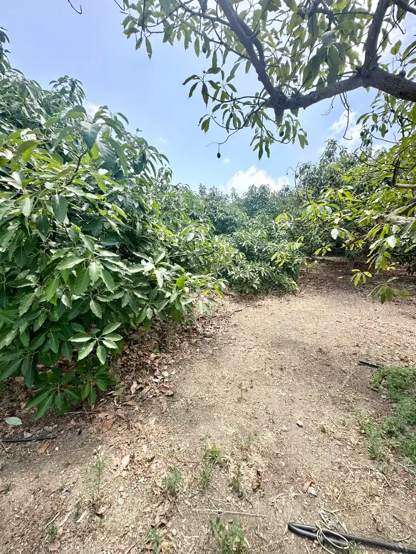 Country homes for sale in Benamocarra  with Private garden, Storage room and Swimming Pool