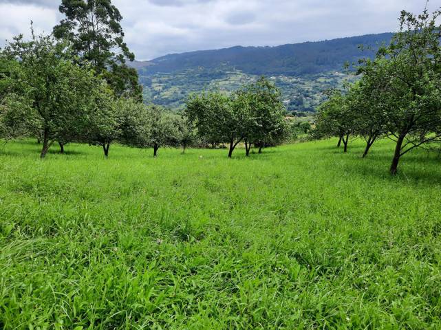 Terreno residencial en Venta en N/A en Fano