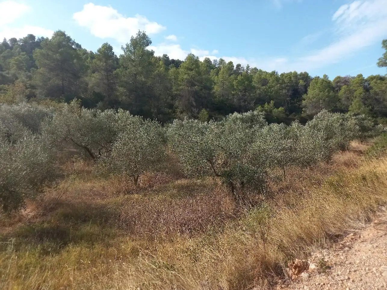Terreno en venta en La Torre de l'Espanyol