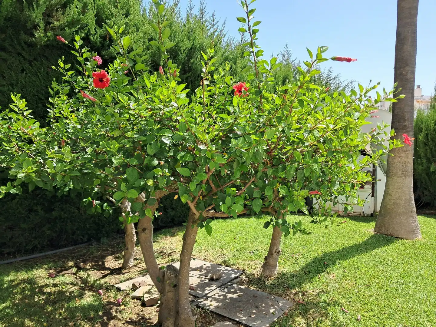 Jardí de Apartament en venda en Benalmádena amb Terrassa i Piscina comunitària