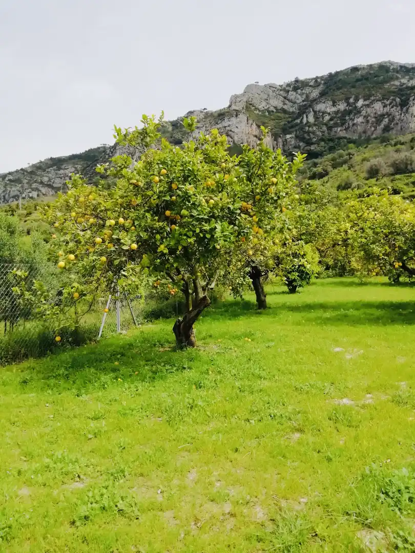 Terreno rústico en venta en Xaló, imagen 7