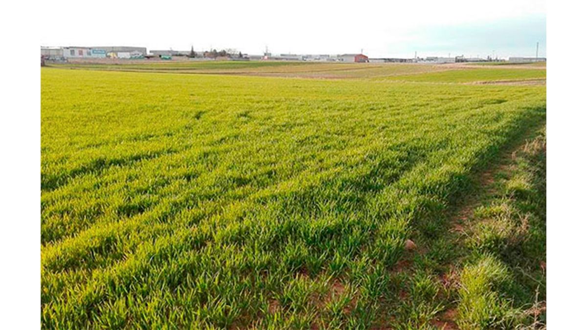 Land for sale in Villalpando