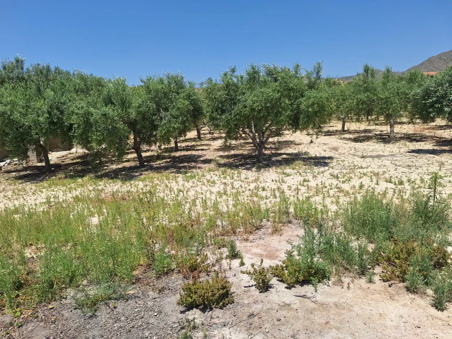 Casa o xalet en venda en Alicante / Alacant amb Jardí privat, Terrassa i Traster