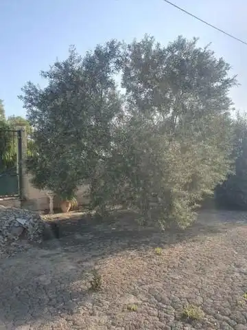 Landhaus zum Verkauf in Callosa de Segura, imagen 4