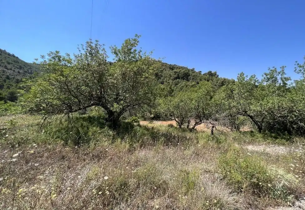 Rural land for sale in Borriol