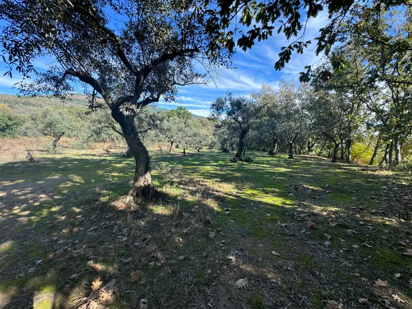 Finca rústica en venta en Candeleda con Jardín privado