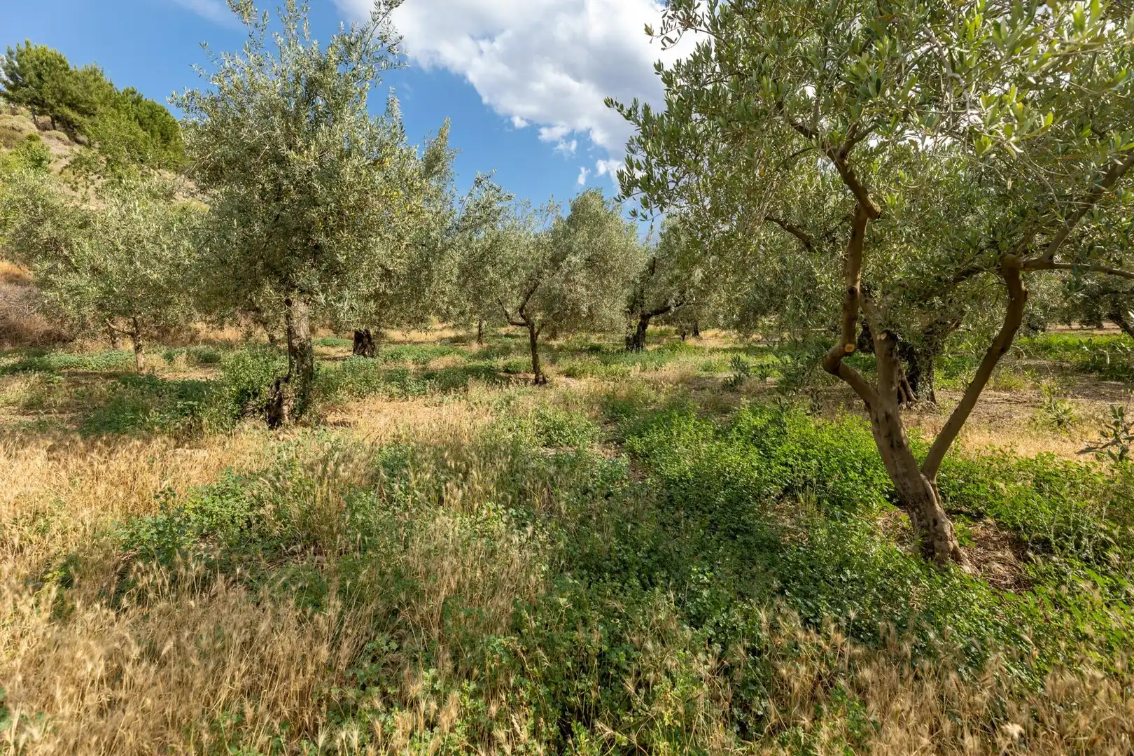 Terreno rustico in vendita a Calle POL 1, PARC 176, imagen 11