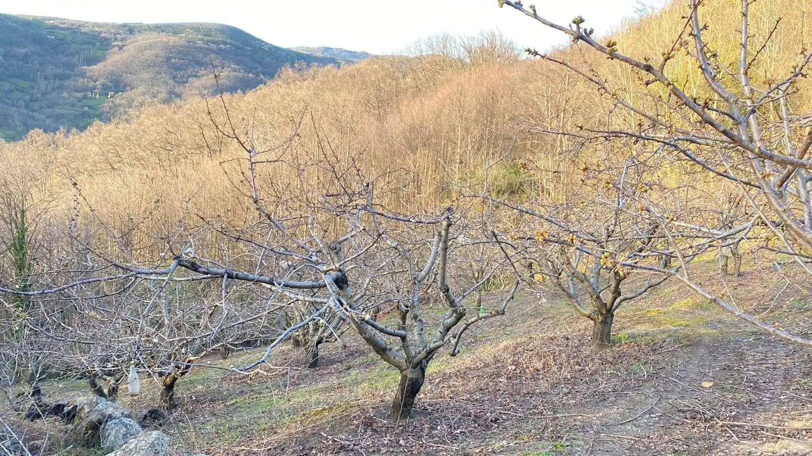 Terreni e lotti in vendita a Hervás, imagen 3
