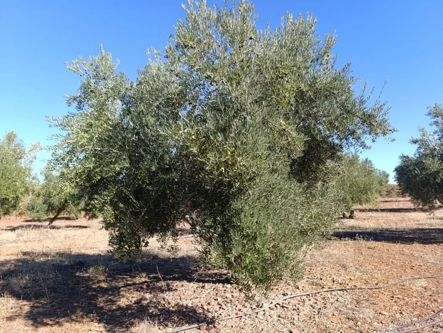Casa rústica en venda a Valdepeñas, imagen 25