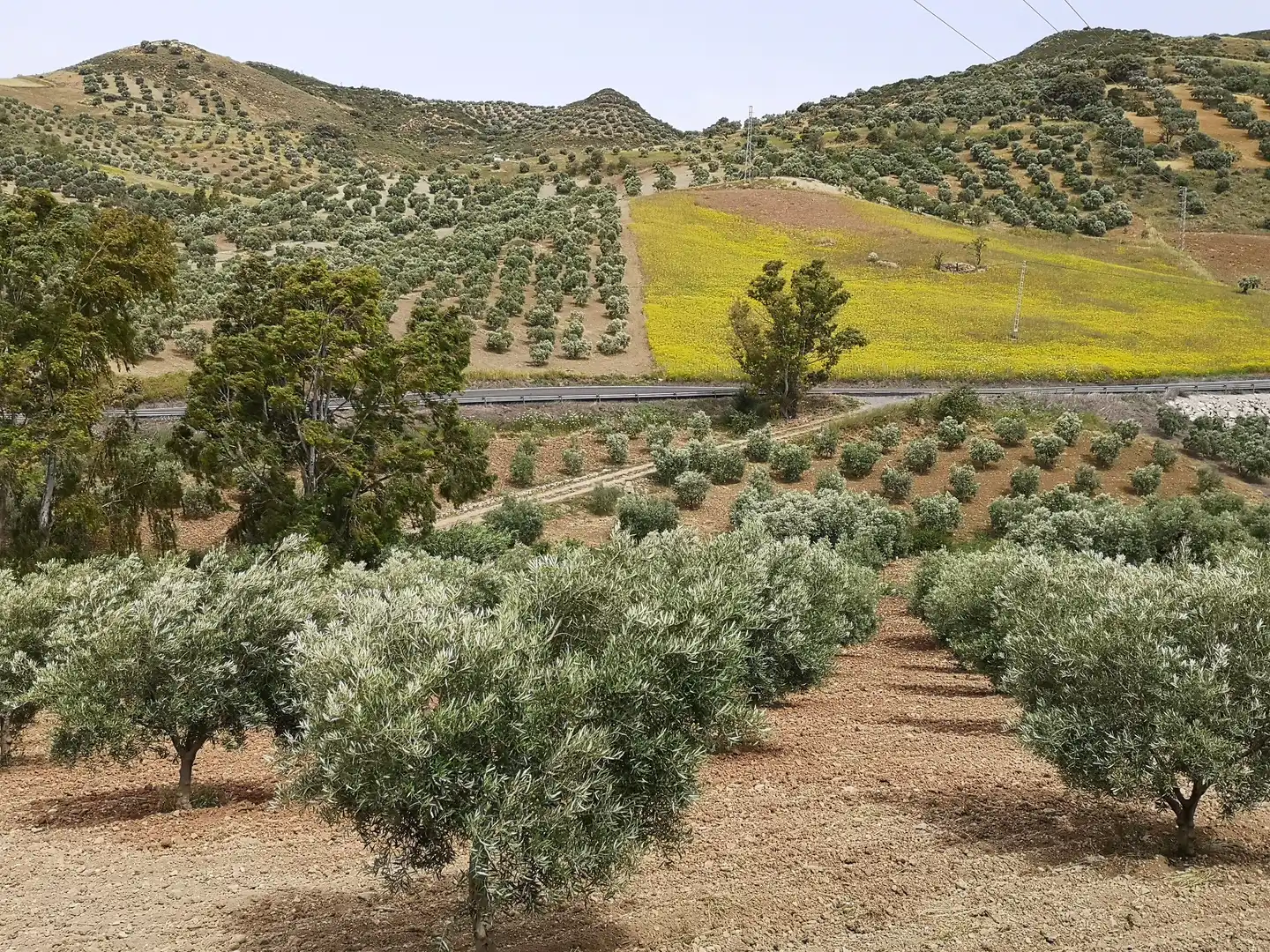 Jardí de Finca rústica en venda en Antequera amb Traster